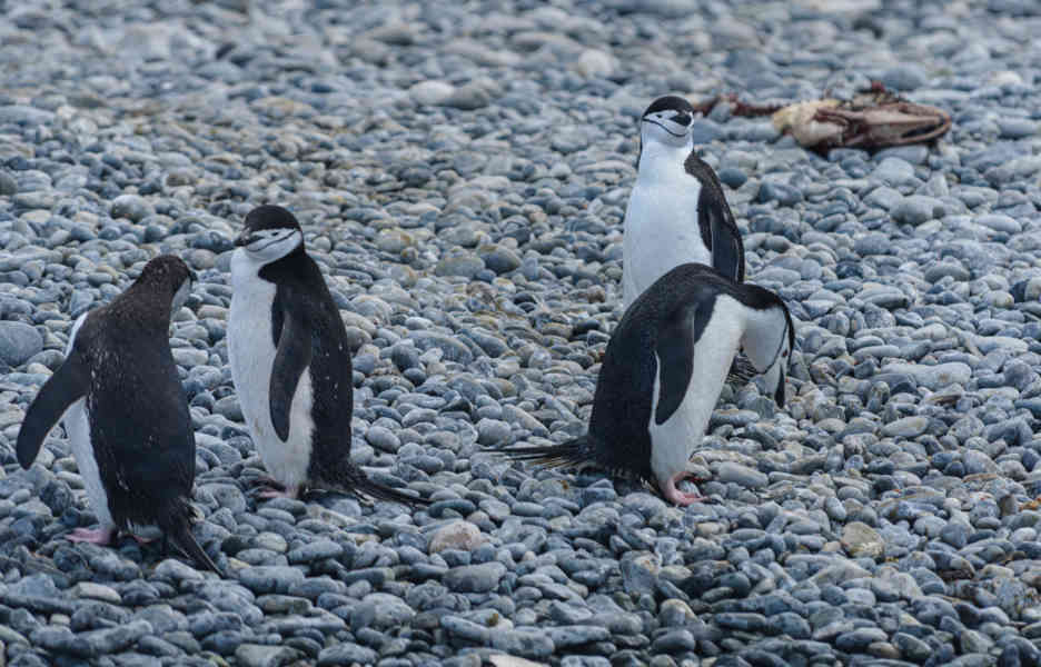 Pingüino Chinstrap - islas Georgias del Sur 16.jpg